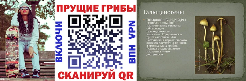 Псилоцибиновые грибы Cubensis Александровское
